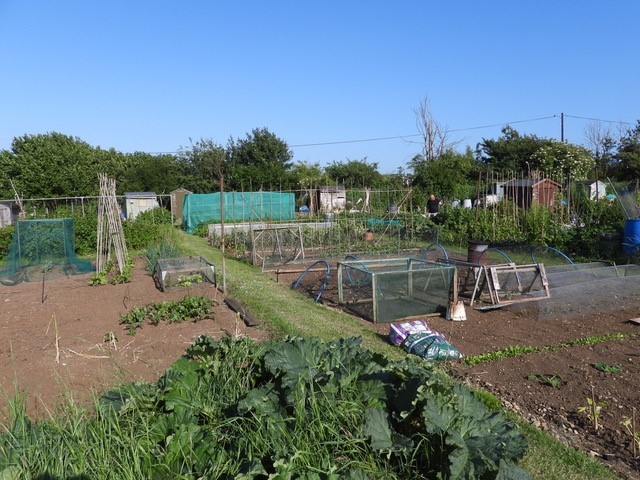 Allotment Summer 2022 01